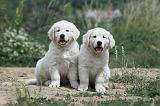 GOLDEN RETRIEVER 617